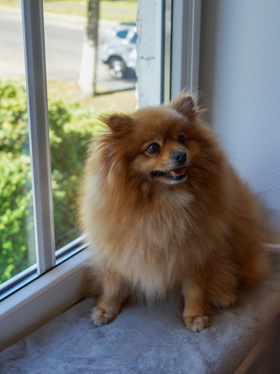 Unser Bürohund