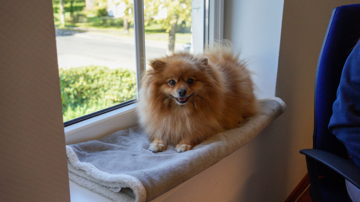 Bürohund der Sozialstation Hildebrand am Fenster